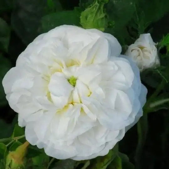 Rosa Botzaris - alb - trandafir damasc